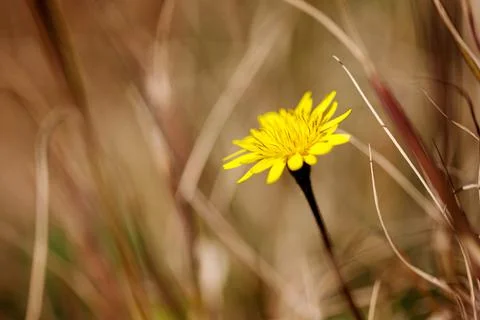 Portrait of a single flower. Spring background. background of flower. Stock Photos