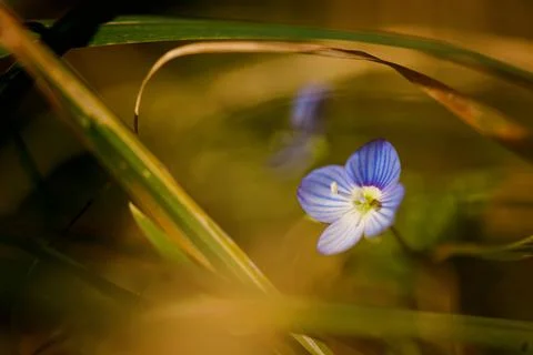 Portrait of a single flower. Spring background. background of flower. Stock Photos