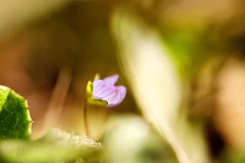 Portrait of a single flower. Spring background. background of flower. Stock Photos
