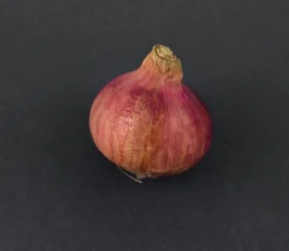 Portrait of a single red colored medium sized fresh onion in front a dark bac Stock Photos