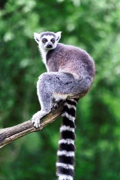 A portrait of a single ring-tailed lemur, or maki, sitting on the end of a br Foto stock