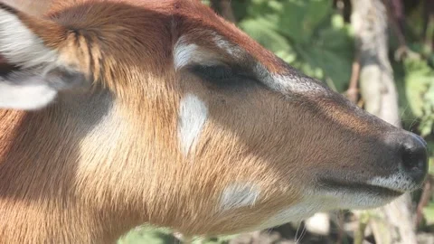 Portrait of a sitatunga in a zoo Stock Footage 197520523