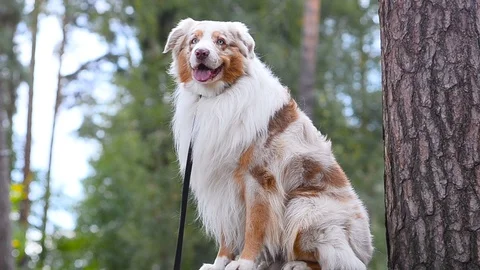 Portrait of sitting Aussie dog Video stock 99653700