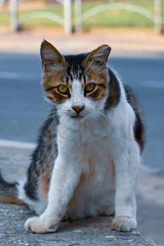 Portrait of a sitting cat in the yard Stock-Fotos