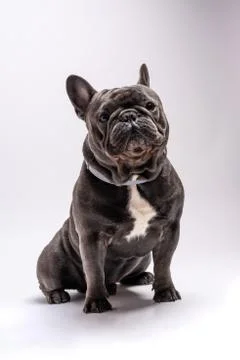 Portrait of a sitting looking alert french bulldog purebreed canine Stock Photos