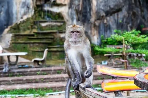 Portrait of a sitting monkey at Tiger Cave Temple in Krabi, Thailand. Stock Photos