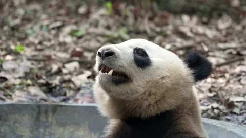 Portrait of sleeping and chilling panda in water with head up Stock Footage 151241648