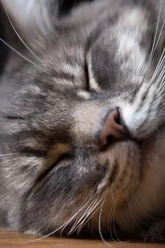 Portrait of a sleeping cat close up. Stock Photos