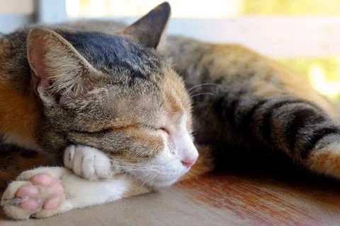 Portrait sleeping cat Stock Photos