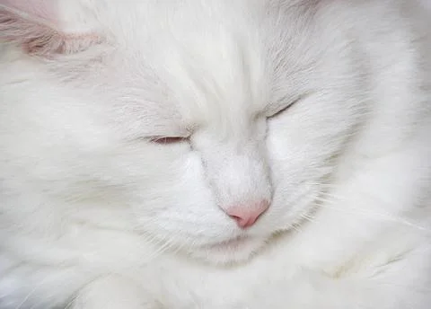 Portrait of sleeping cat Foto stock