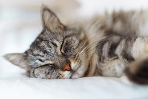Portrait sleeping fluffy gray cat Stock-Fotos