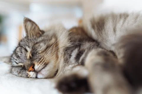 Portrait sleeping fluffy gray cat Фото