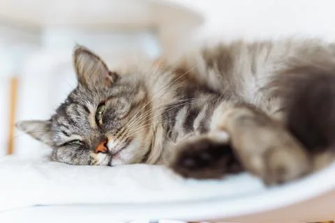 Portrait sleeping fluffy gray cat Fotos de archivo