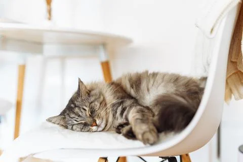 Portrait sleeping fluffy gray cat Stockfoto's