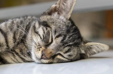 Portrait of a sleeping kitten Stock Photos