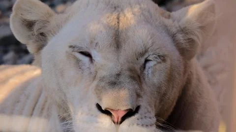 Portrait of a sleeping lioness Stock Photos