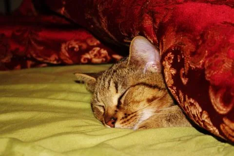 Portrait sleeping tabby Stock Photos