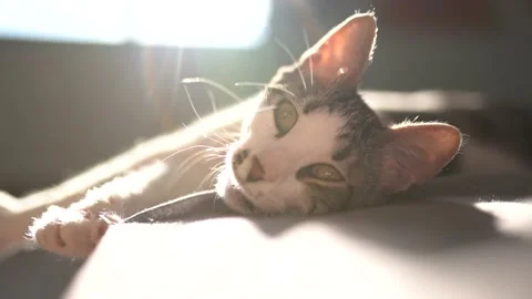 Portrait Of Sleeping White  - Gray Tekir Domestic Cat Who Yawns On Bed. 4K. Stock Footage 180292292