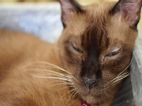 Portrait sleepy brown Siamese cat Stock Footage 80362499