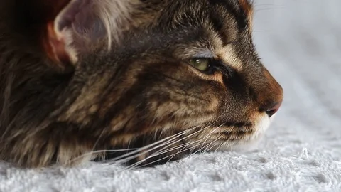 Portrait of a sleepy cat face Stock Footage 103481058