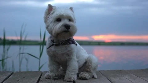Portrait slow motion of small white purebred westie terrier dog, sitting on Stock Footage 91217156