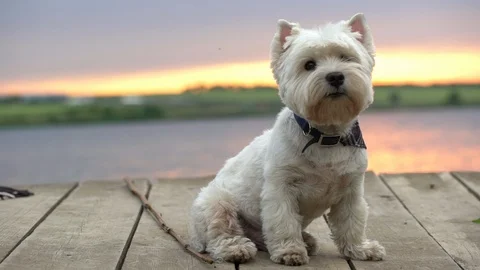 Portrait slow motion of small white purebred westie terrier dog, sitting on Stock Footage 91428116