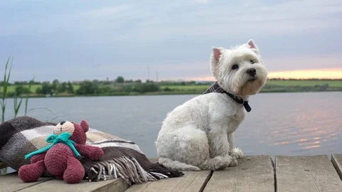 Portrait slow motion of white mini dog with collar, sitting on wooden bridge at Stock Footage 91186789