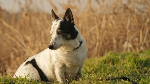 Portrait of a small black and white dog at sunset, sitting on green grass, en Stock Footage 303085947