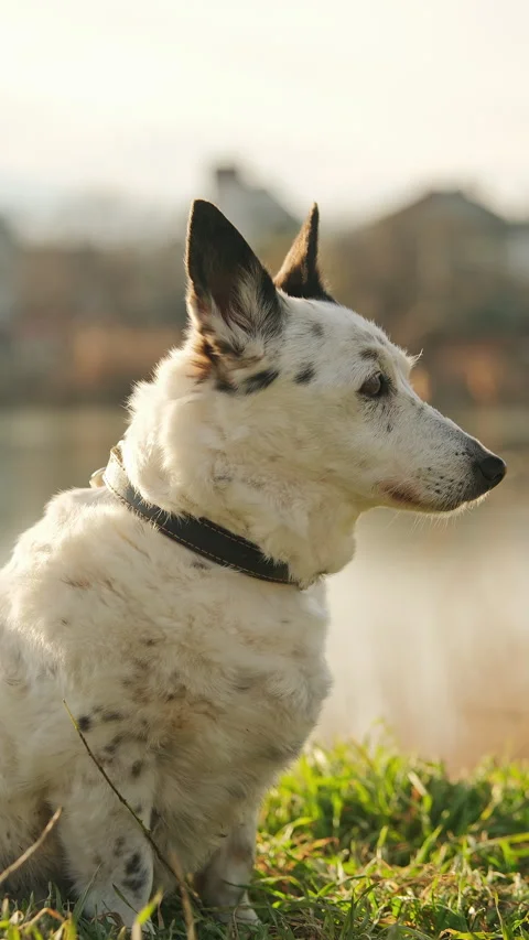 Portrait of a small black and white dog at sunset, backlit , blurred lake in  Stock Footage 303412232