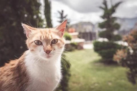 Portrait of a small cute cat Stock Photos