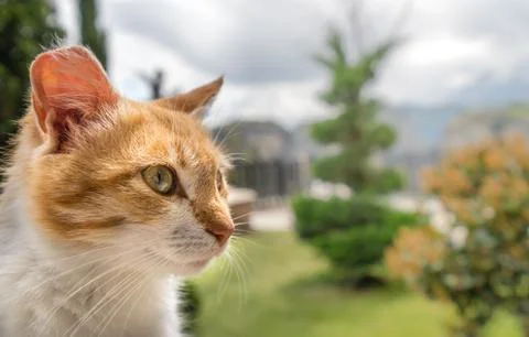 Portrait of a small cute cat Stock Photos