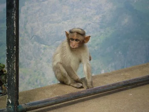 Portrait of a small cute monkey sitting on the wall Stock Photos