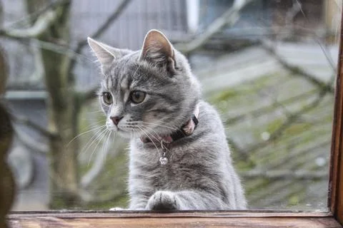 Portrait of a small gray cat looking out the window Stock Photos
