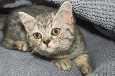 Portrait of a small kitten Stock Photos