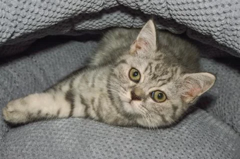 Portrait of a small kitten Stock Photos