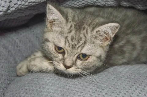 Portrait of a small kitten Stock Photos
