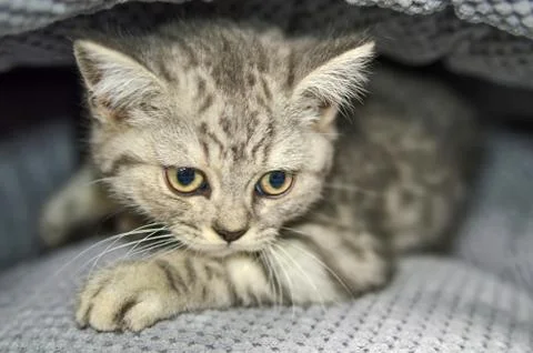 Portrait of a small kitten Stock Photos