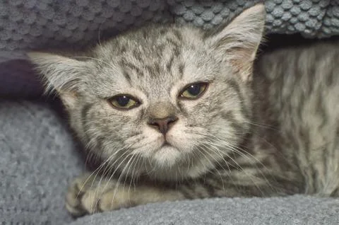 Portrait of a small kitten Stock Photos