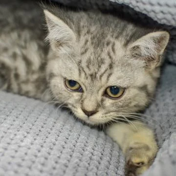 Portrait of a small kitten Stock Photos