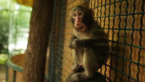 Portrait of a small monkey eating alone in an aviary. Stock-Footage 203786475