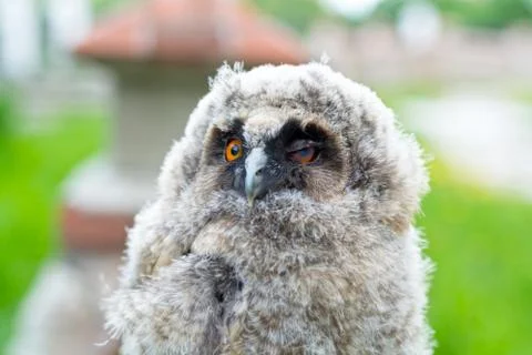Portrait of the small owl Stock Photos