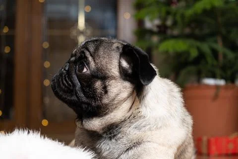 Portrait of a small pug looking sideways. Christmas, New Year and Dog, Dogs,  Stock Photos