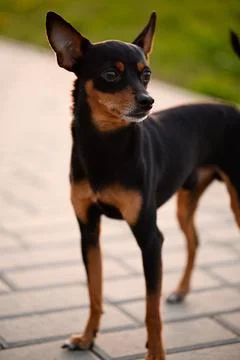 Portrait of small smooth-haired Russian Toy Terrier dog standing alone on Stock Photos