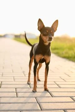Portrait of small smooth-haired Russian Toy Terrier dog standing alone on paved Fotos Stock