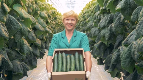 Portrait of a smiling farmer with cucumbers, close up. Stock Footage 93045403