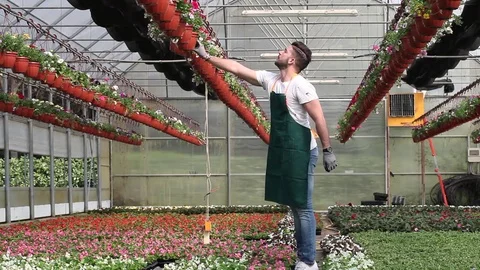 Portrait of a smiling greenhouse worker Stock Footage 74298977