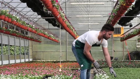Portrait of a smiling greenhouse worker Stock Footage 74299401