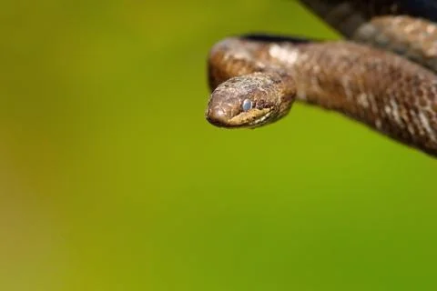 Portrait of smooth snake Stock Photos