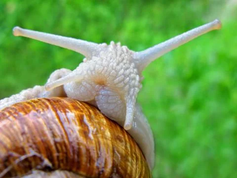 Portrait of snail Stock Photos