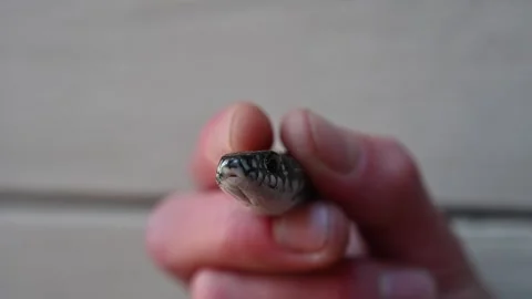 Portrait of snake on hand Stock Footage 164062351
